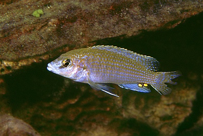 Labidochromis sp. 'caeruleus chilucha' Chilucha Reef
